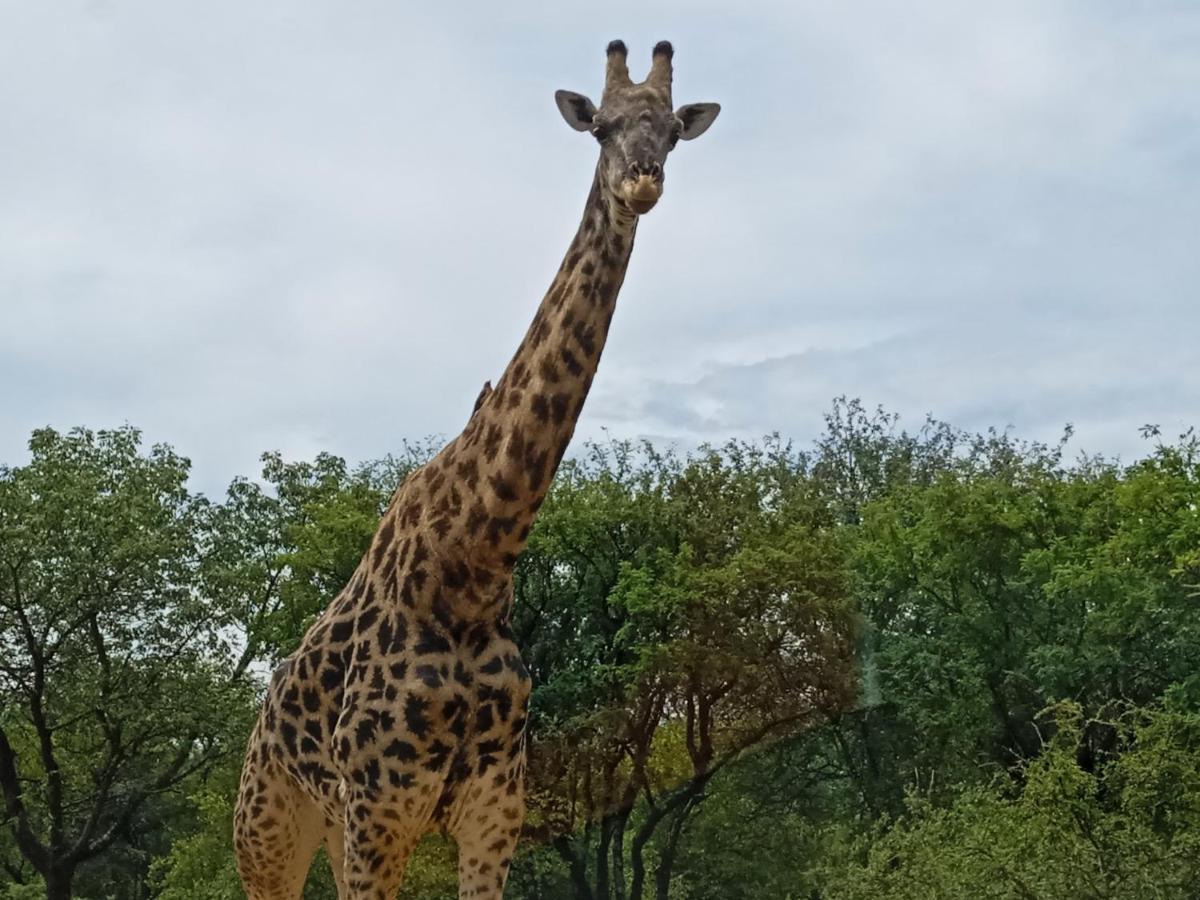 Villa Eagle'S Crest Marloth Park Exterior foto